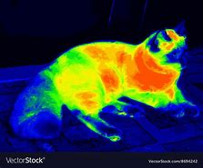 Image result for Cats Infrared Organs