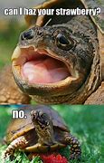 Image result for Smiling Tortoise Meme