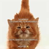 Image result for Bored Cat Funny