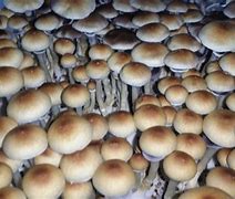 Image result for Psilocybe Cubensis Blue