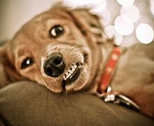 Image result for Funny Animal Background for Android