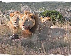 Image result for Best African Safari