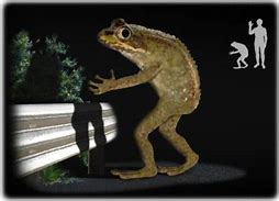 Image result for Frog Plush Meme