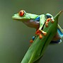 Image result for Cute Frog Profile
