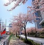 Image result for Sakura Cherry Blossom Yokohama Japan