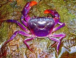 Image result for Crabs STD