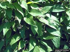 Image result for Climbing Flower Vines