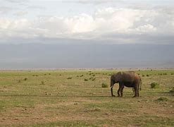 Image result for Kenya Safari Animals