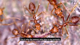 Image result for Lemon Ants