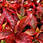 Image result for Bright Red and Orange Plant