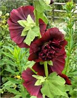 Image result for Alcea rosea double chestnut brown