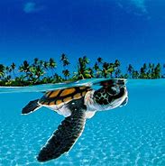 Image result for Baby Green Sea Turtles Swimming
