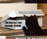 Image result for Crazy Mini Cat Meme