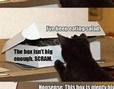 Image result for Please Cat Meme