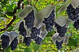 Image result for japanese grapes varieties