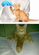 Image result for Cursed Cat Man Meme