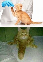 Image result for The Cursed Cat