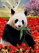Image result for Panda Names Girl