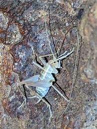 Image result for Cave Cricket Habitat