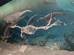 Image result for Skeletons Found Underwater