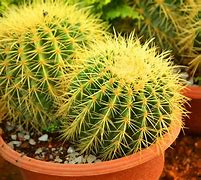 Image result for All Cactus Plants