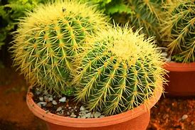 Image result for Cactus Plants