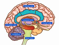 Image result for Brain Map.gif
