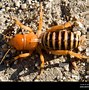 Image result for Jerusalem Cricket