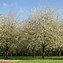 Image result for Prunus avium Hudson