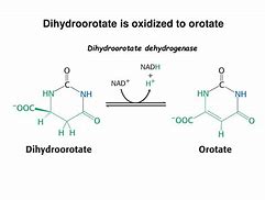 Image result for Orotate Structure