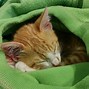Image result for Fluffy Newborn Kitten