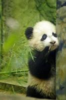 Image result for Giant Panda as Pets