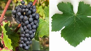 Image result for End the Vine Pinot Noir