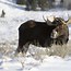 Image result for How Big Is the Biggest Moose