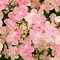 Image result for Hydrangea paniculata Switch Ophelia