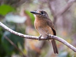 Image result for Nonnula rubecula