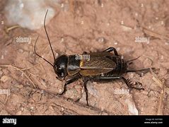 Image result for Field Cricket Female