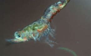 Image result for Amano Shrimp Larvae