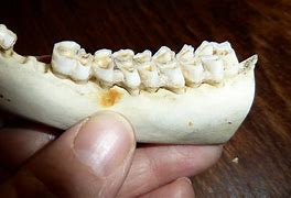 Image result for Jawbone Club