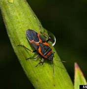 Image result for Bugs in Maine