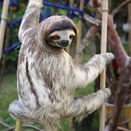 Image result for Real Life Sloths a Like