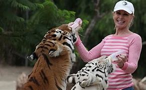 Image result for Worker Mauled by Tiger