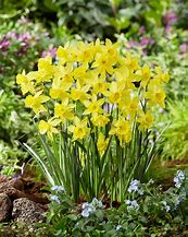 Image result for Narcissus Yellow Sailboat