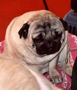 Image result for mops 