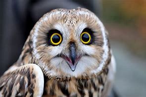 Image result for Weird Owl