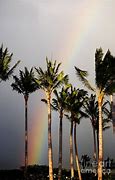 Image result for Rainbow Palm Tree