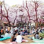 Image result for Kyoto Japan Cherry Blossom Festival