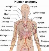 Image result for Anatomy of an IndyCar