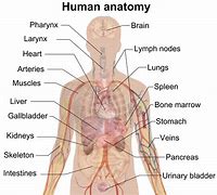 Image result for Anatomy of an IndyCar