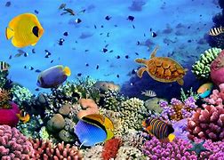 Image result for Underwater Background